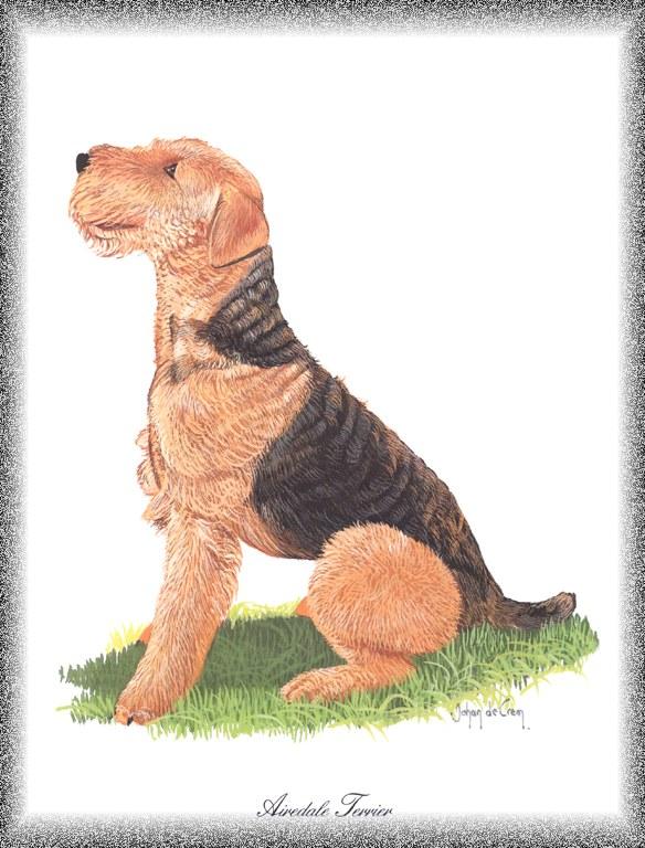 PO pdogs 68 Airedale Terrier.jpg