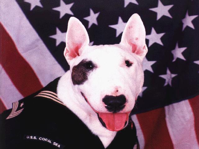 dog3-Bull Terrier-Closeup.jpg
