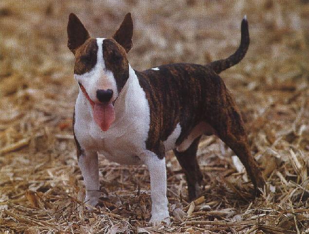 Dog-Bull Terrier.jpg