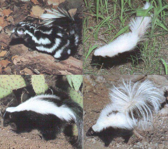 Eastern Spotted-Hog-nosed-Hooded-and-Striped Skunks.jpg