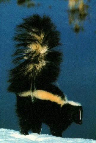 dw-p15-Striped Skunk-rasing tail on snow.jpg