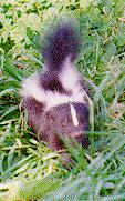Juvenile Striped Skunk-in grass.jpg