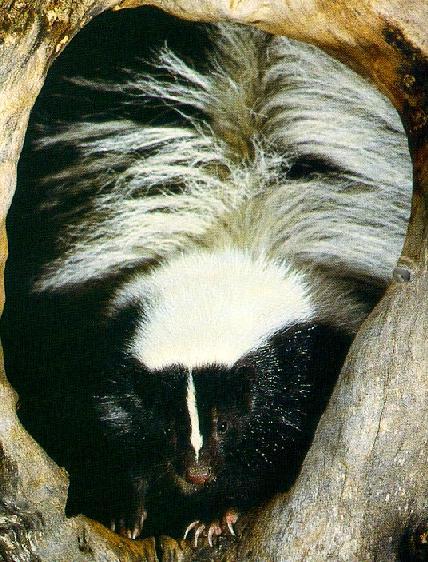 rr9112-Striped Skunk-in log hole-closeup.jpg