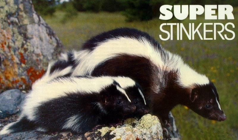 rr91p1-Striped Skunks-Family-mom and 2 cubs.jpg