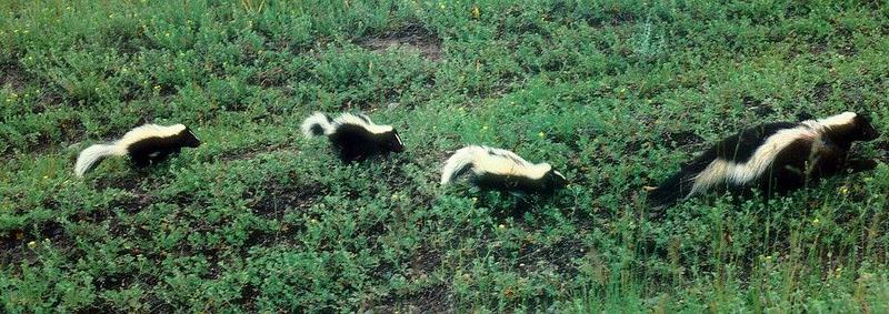rr91p2-Striped Skunks-Family-mom and 3 cubs-on grassland.jpg