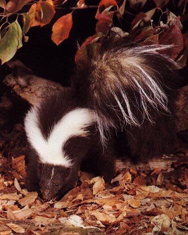 Striped skunk01-searching on Autumn leaves.jpg