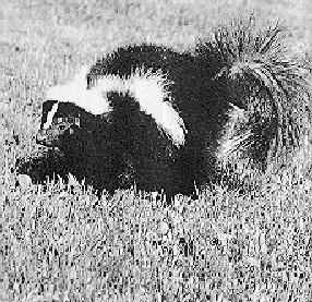 Striped skunk1b-on grassland.jpg