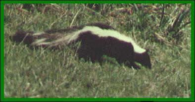 Striped Skunk-walking down grass hill.jpg