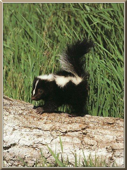 striped skunk 09.jpg