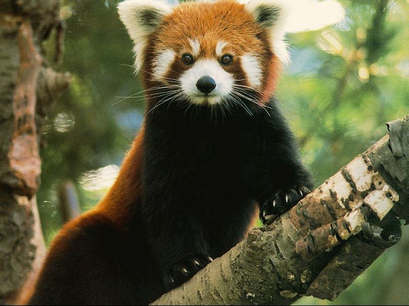 red-panda.jpg