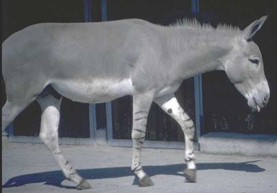Donkey-Zebra Legs-ESEL1.jpg