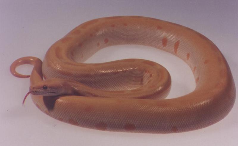 Burmese Python-albino green phase.jpg