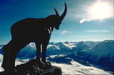 Get-Ibex-standing on rocky hill top.jpg