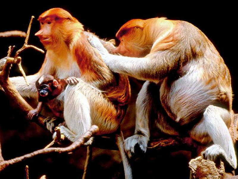 BABY11-Proboscis Monkeys-brooming on tree.jpg