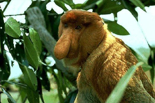 NGS-Borneo Proboscis Monkey-Great Nose.jpg