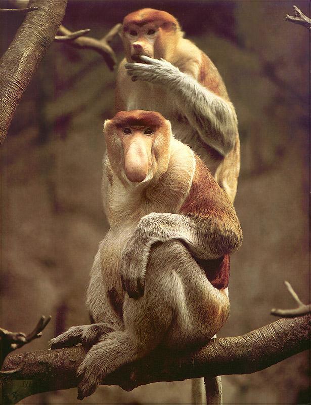 pr-jb012 Proboscis Monkeys-pair on tree.jpg