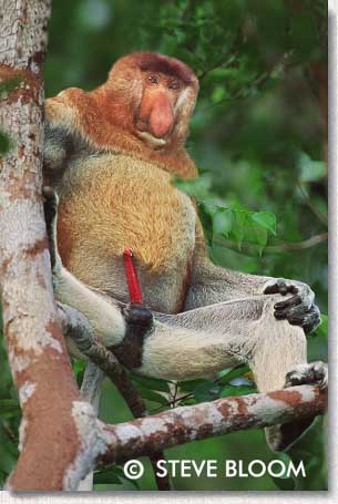Proboscis Monkey 1497prob.jpg