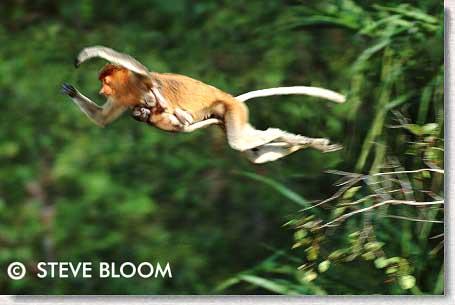 Proboscis Monkey 1506jump.jpg