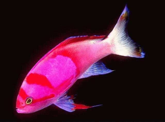 Colorful Fish-anthias.jpg