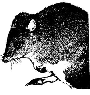 hs60-a Long-footed Potoroo-Art work.gif