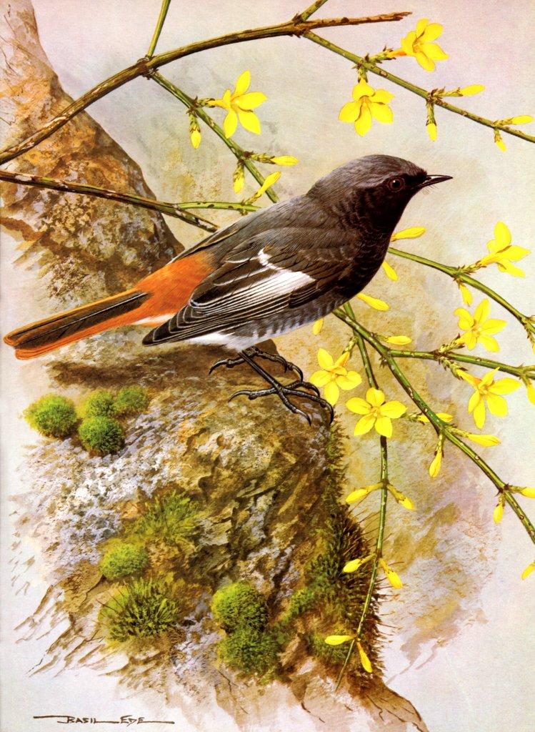 Basil Ede British Birds-Black Redstart NC.jpg