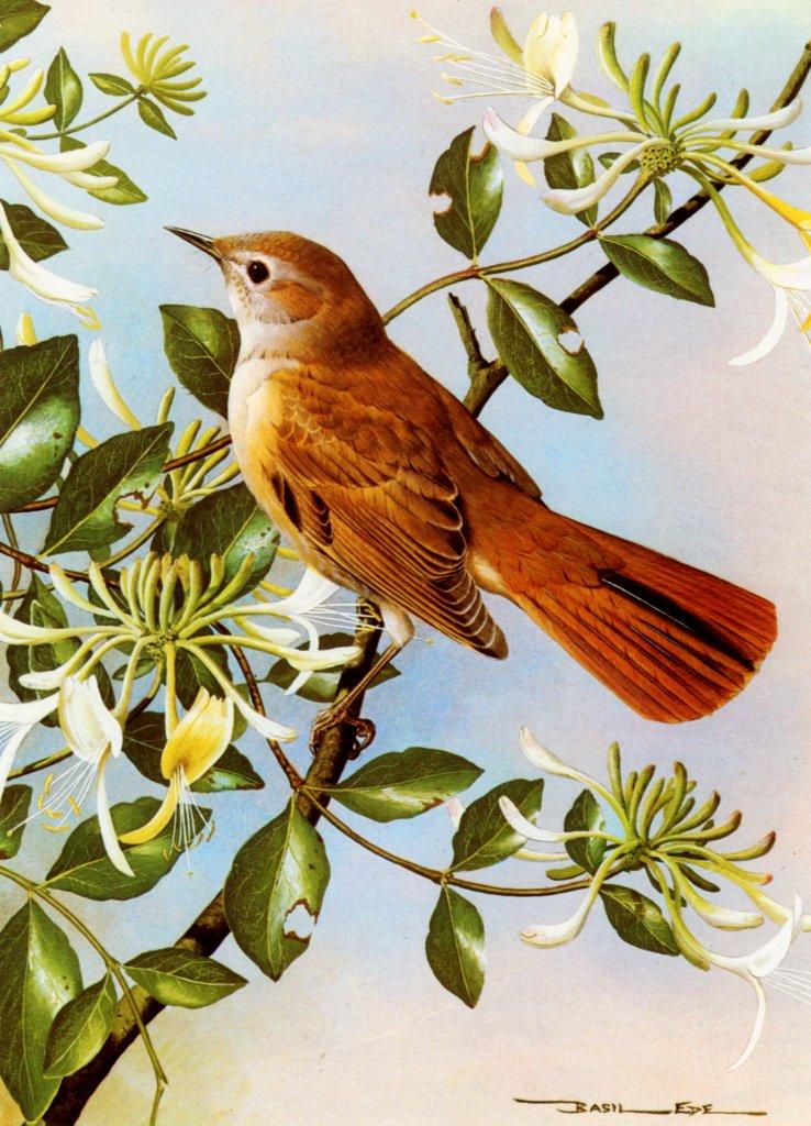 Basil Ede British Birds-Nightingale NC.jpg