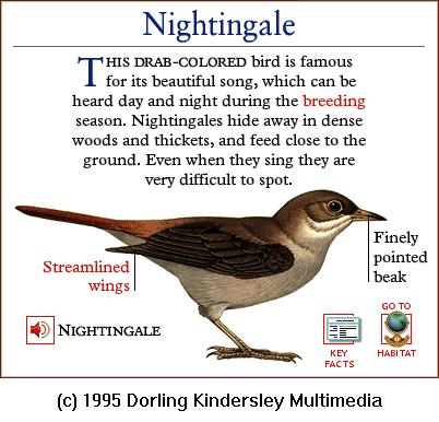 DKMMNature-Songbird-Nightingale.gif