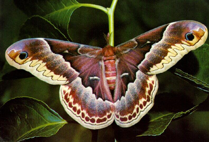 acbi9917-Promethea Moth.jpg