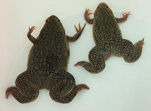 2 African Clawed Frogs.jpg