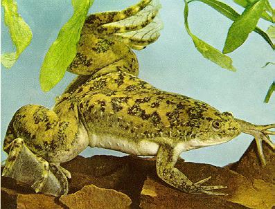 African Clawed Frog.jpg