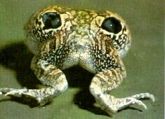 frog9952-False-eyed Frog.jpg