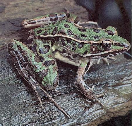 Southern Leopard Frog 1.jpg