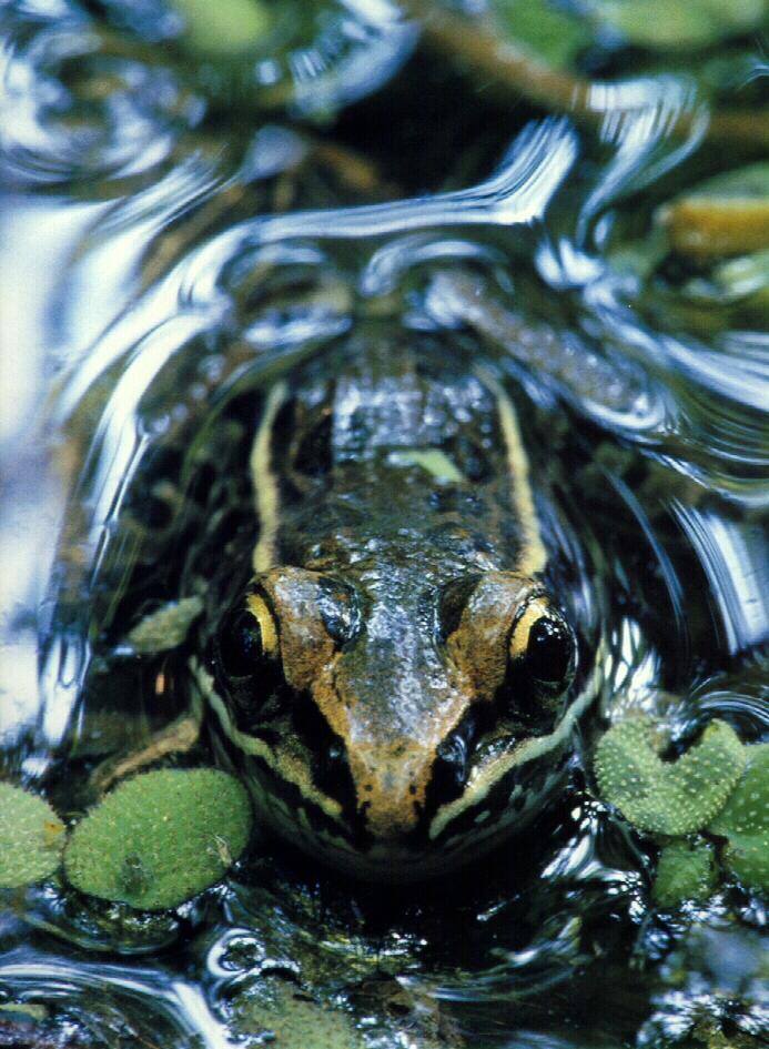 frog9922-Southern Leopard Frog.jpg