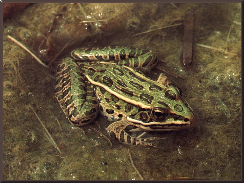 Northern Leopard Frog 01.jpg