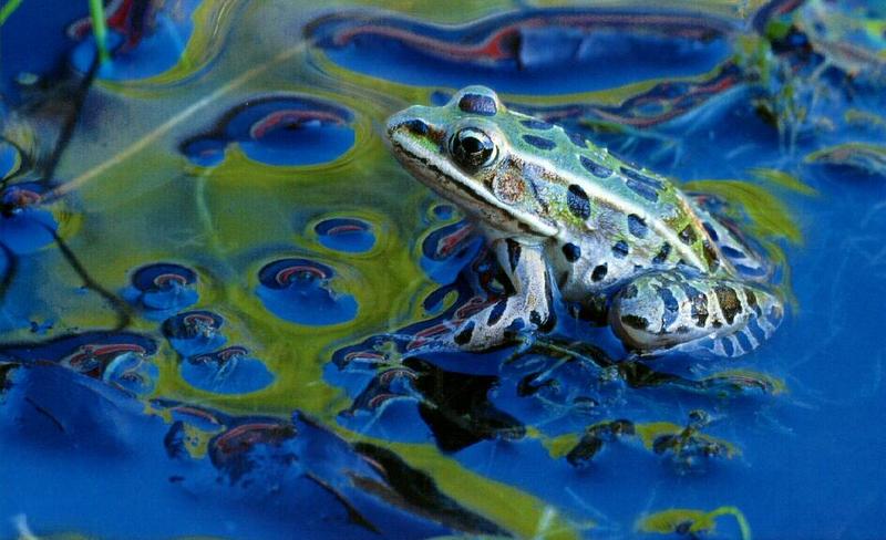 frog9934-Leopard Frog.jpg