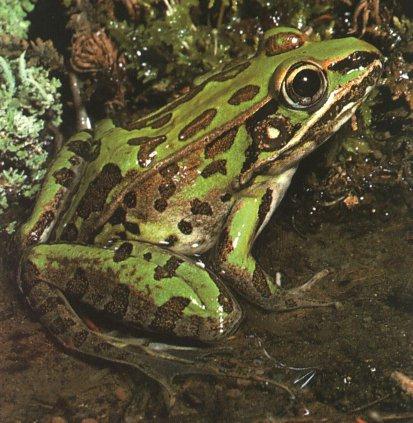 leopard Frog 0.jpg