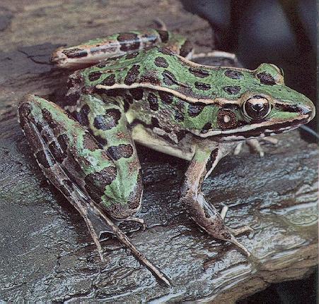 leopard Frog 1.jpg