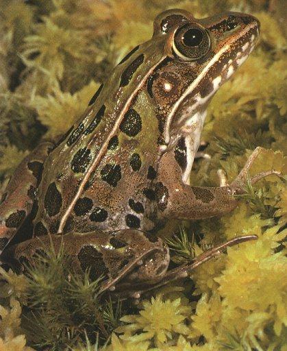 leopard Frog 2.jpg