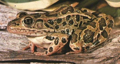 leopard Frog 3.jpg