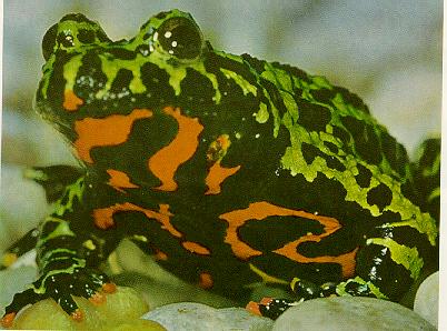 FROG8-Oriental Fire-bellied Toad.jpg