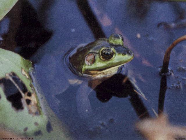 anim017-Bullfrog-head out of water surface.jpg
