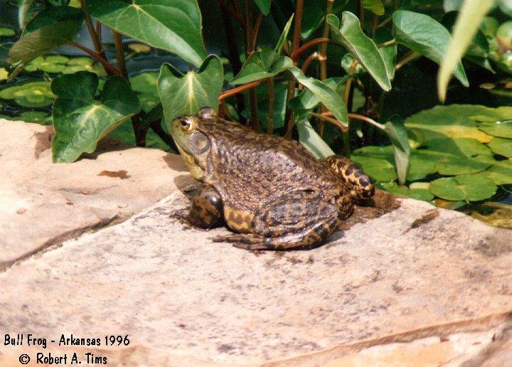 Bull frog 1-Bullfrog-on stone.jpg