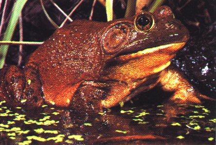 anim18-Bullfrog-standing in swamp-closeup.jpg