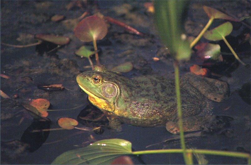 Bullfrog 01-In Lotus Pond.jpg