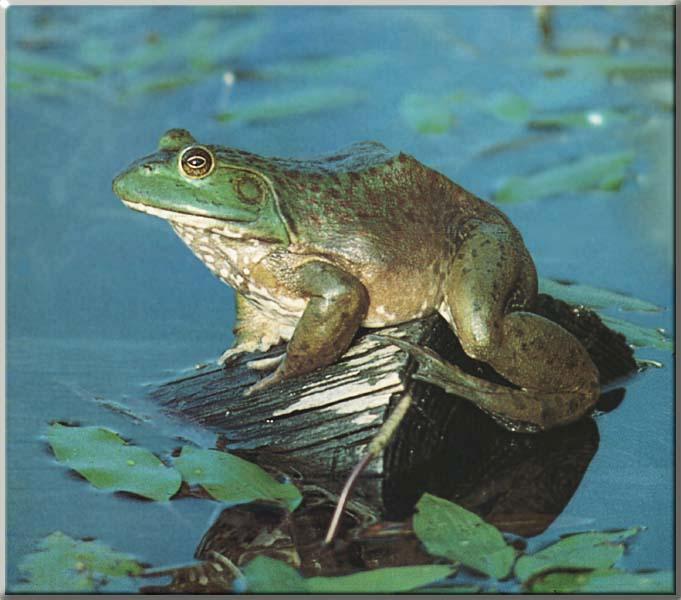 Bullfrog 02-On log in pond.JPG