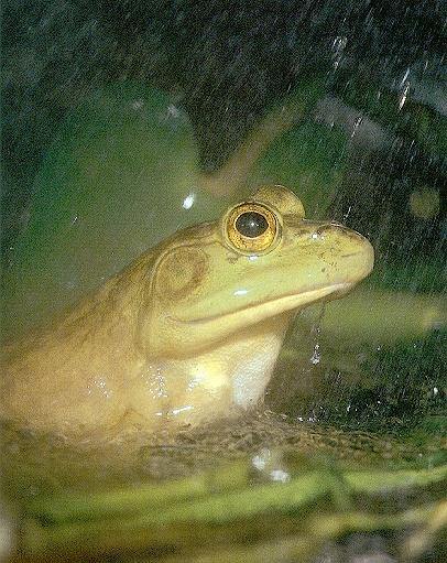 Bullfrog08-In Rain.jpg