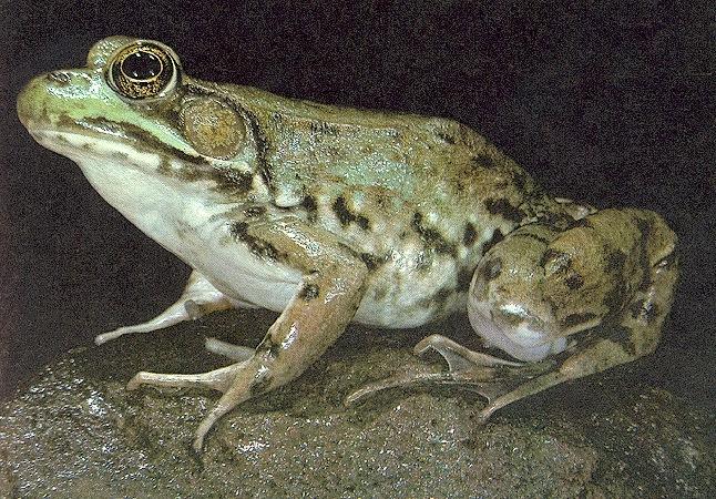 bullfrog-closeup on rock.jpg
