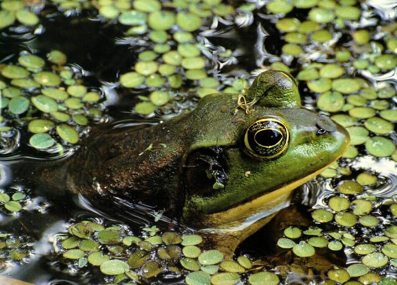 frog9915-Bullfrog.jpg