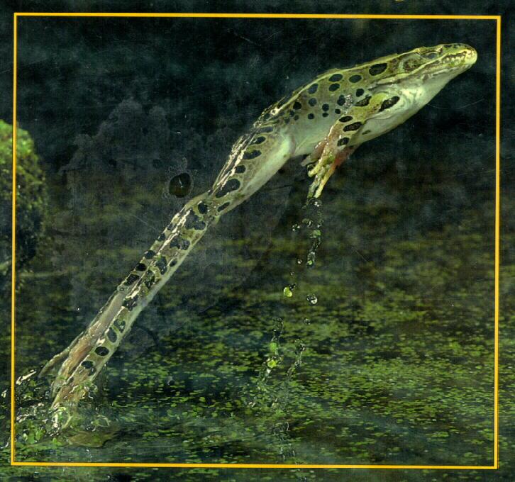 frog9938-Leopard Frog-Jumping.jpg