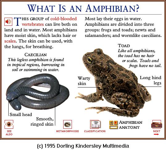 DKMMNature-Amphibian-Caecilian & Common Toad.gif